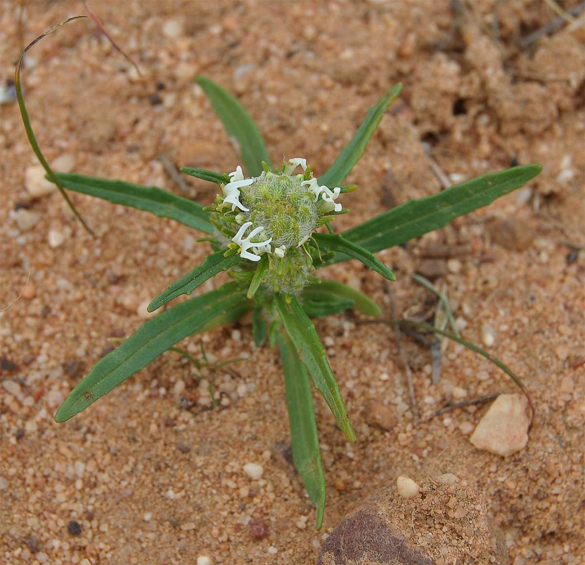 Image of Hebenstretia parviflora specimen.