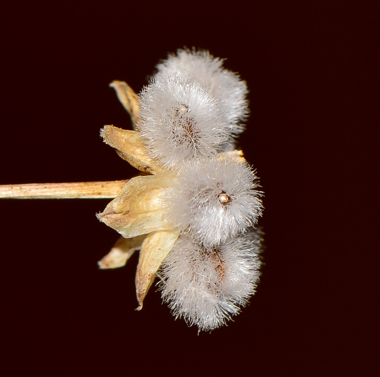 Image of Euryops multifidus specimen.