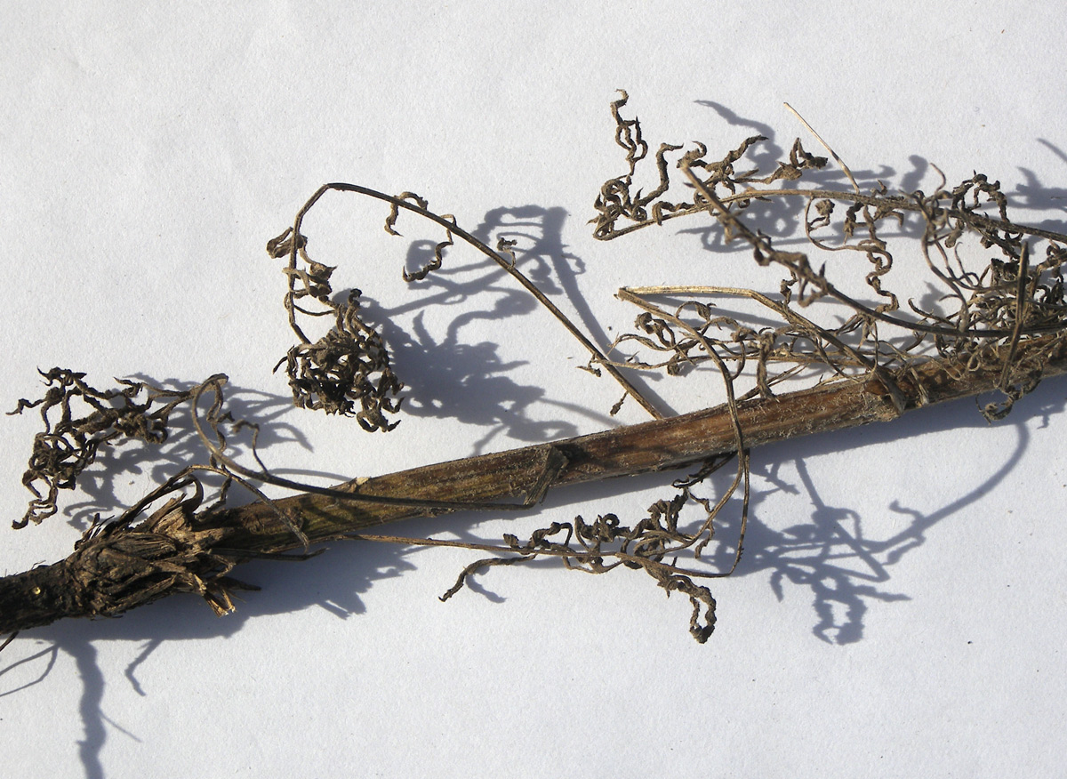 Image of Centaurea diffusa specimen.