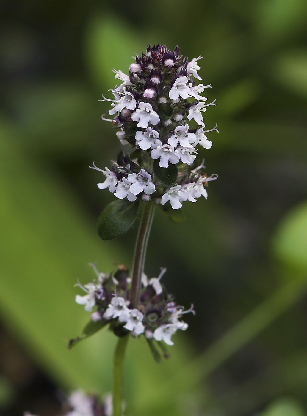 Изображение особи Thymus ovatus.