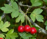 Crataegus