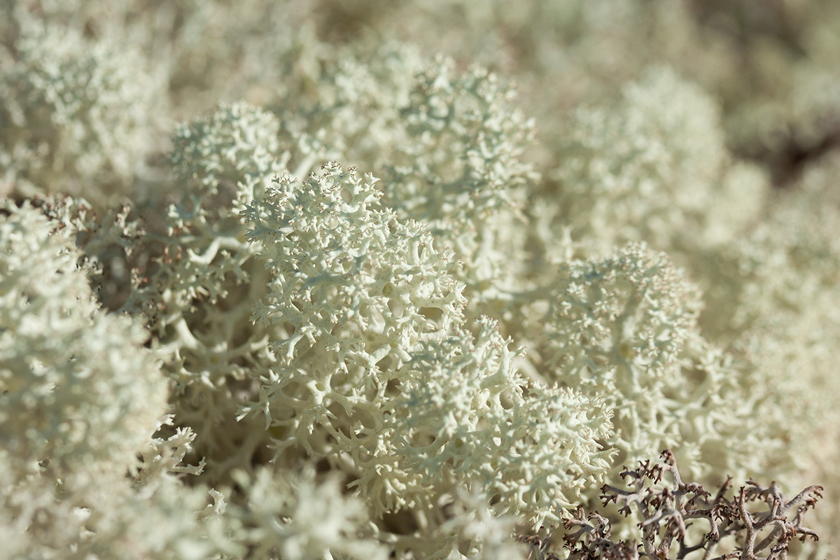 Image of Cladonia stellaris specimen.