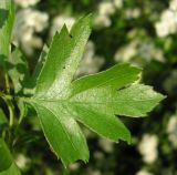 Crataegus monogyna