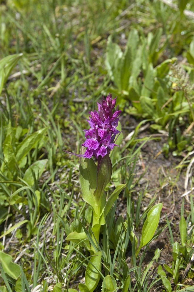 Изображение особи Dactylorhiza euxina.