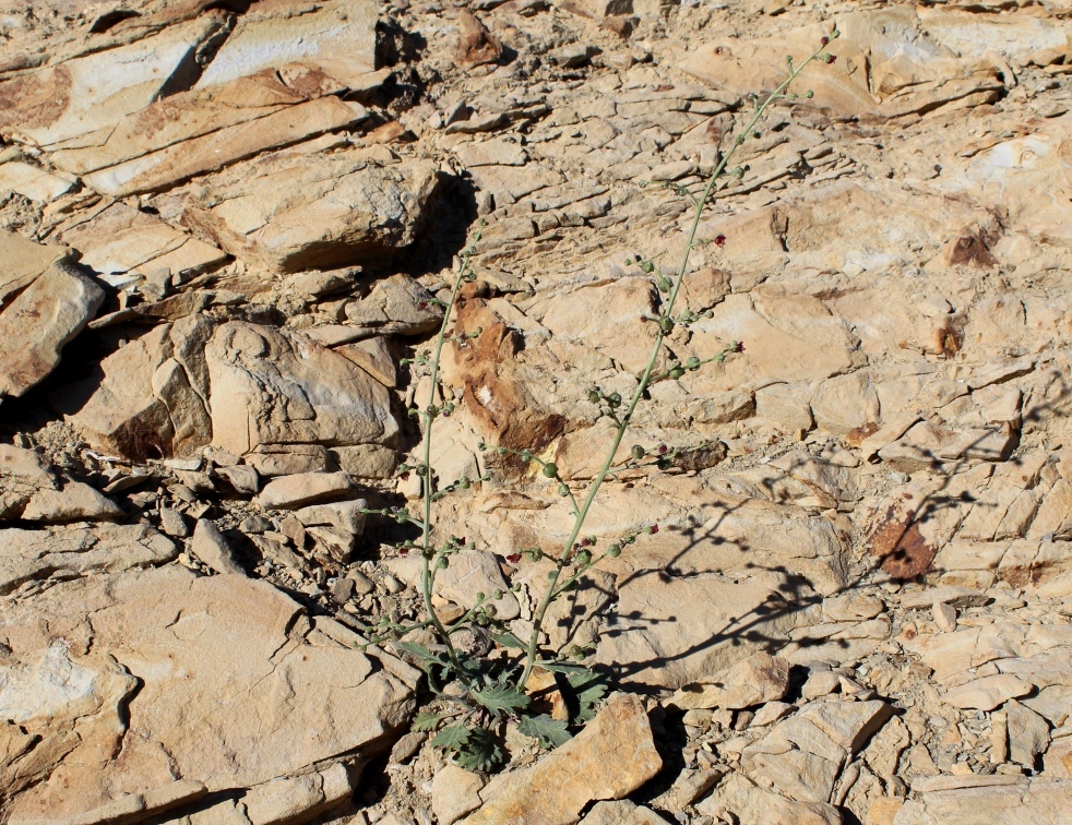 Image of Scrophularia kjurendaghi specimen.