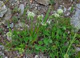 Trifolium canescens