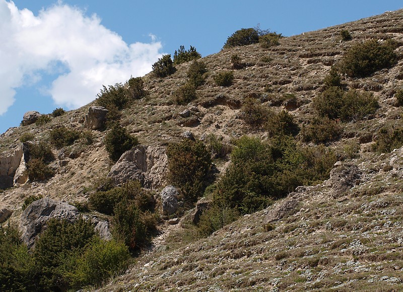 Изображение особи Juniperus oblonga.