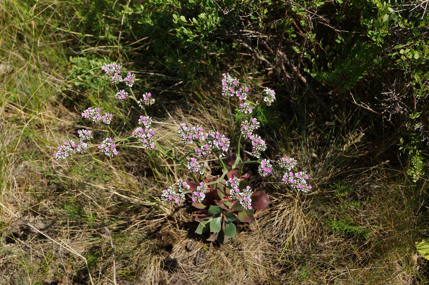 Image of Goniolimon dschungaricum specimen.