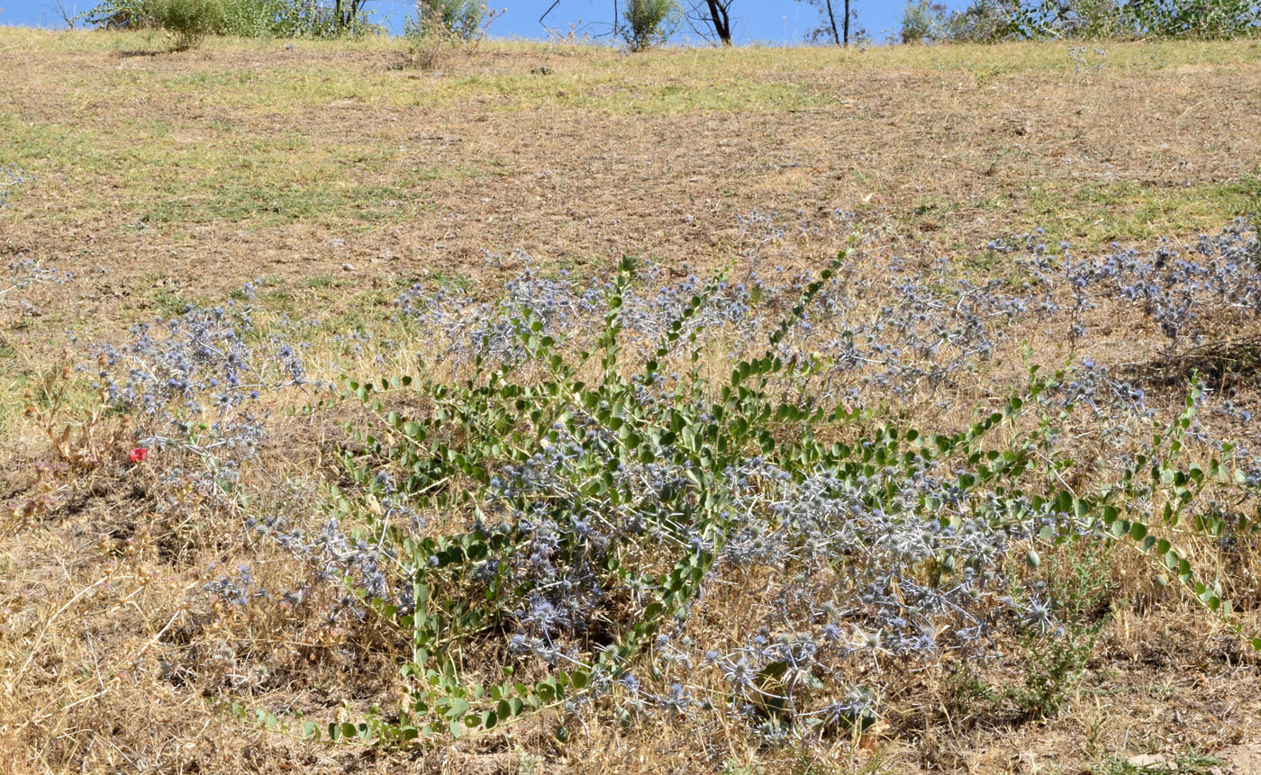 Image of Eryngium caeruleum specimen.