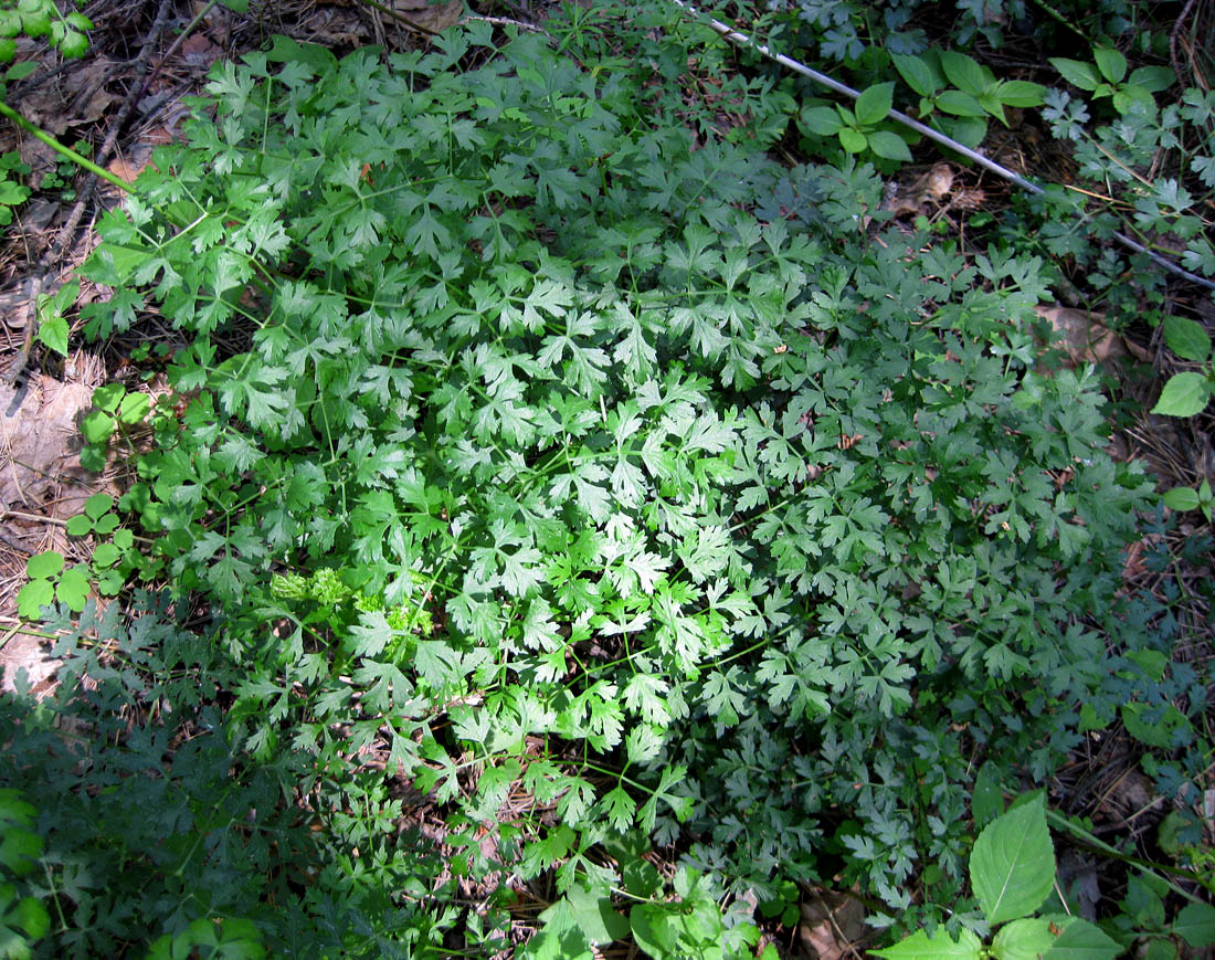 Изображение особи Peucedanum oreoselinum.