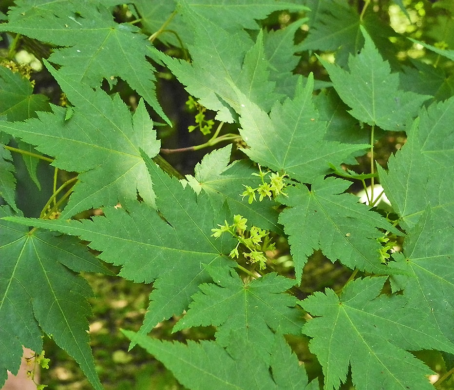 Image of Acer micranthum specimen.