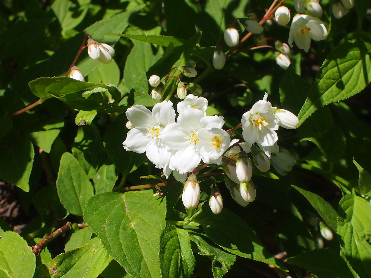 Изображение особи род Deutzia.