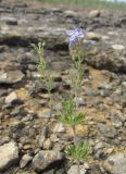 Veronica multifida