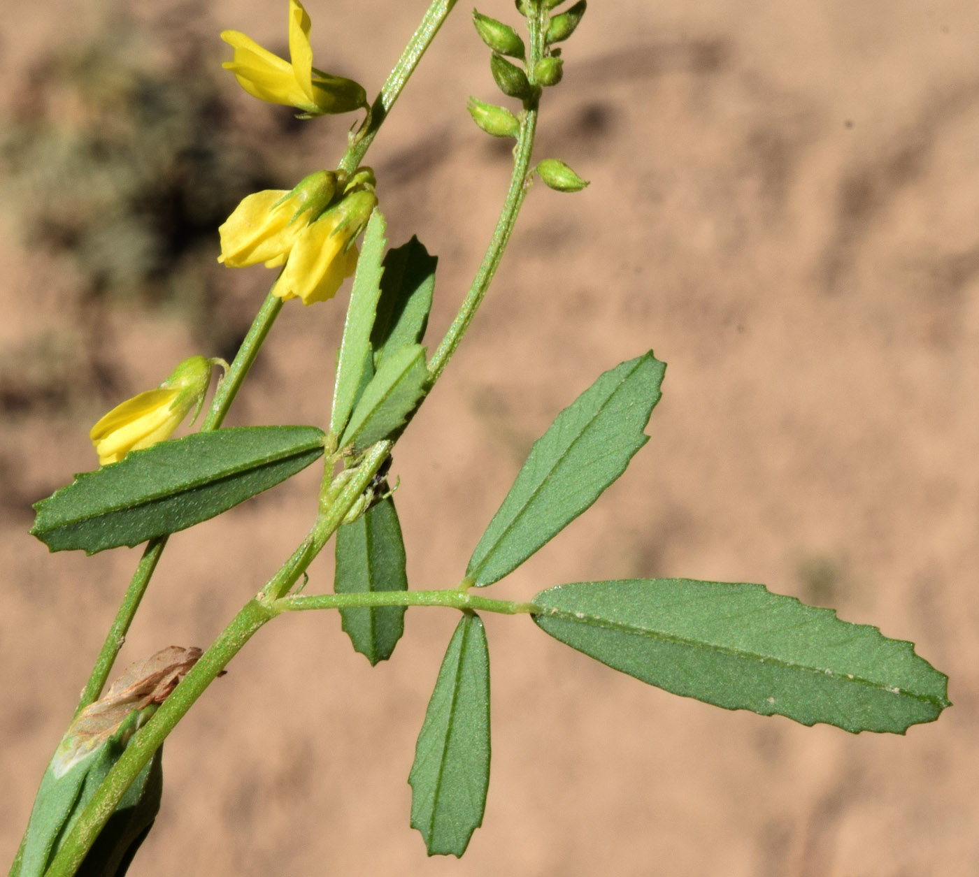 Image of Melilotus officinalis specimen.