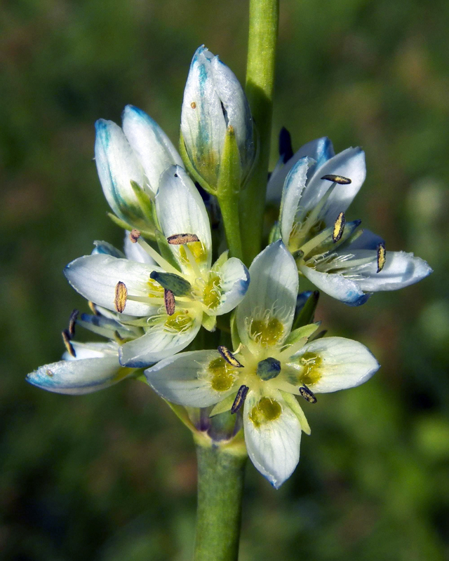 Image of Swertia lactea specimen.