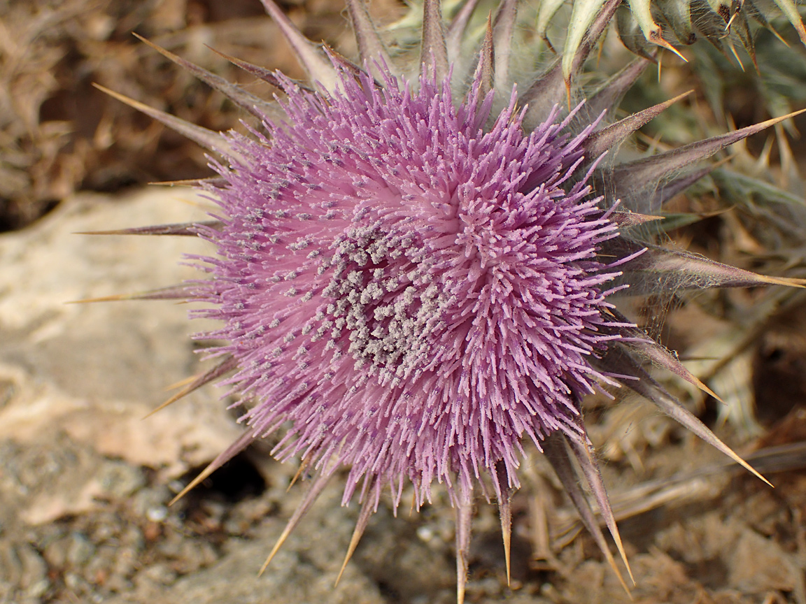 Image of Onopordum caulescens specimen.