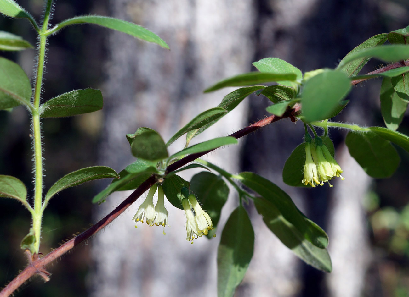 Image of Lonicera pallasii specimen.