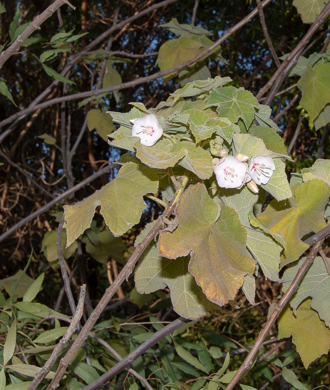 Изображение особи Dombeya burgessiae.