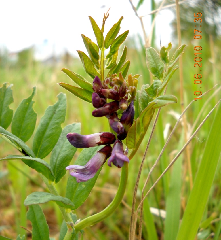 Image of Vicia sepium specimen.