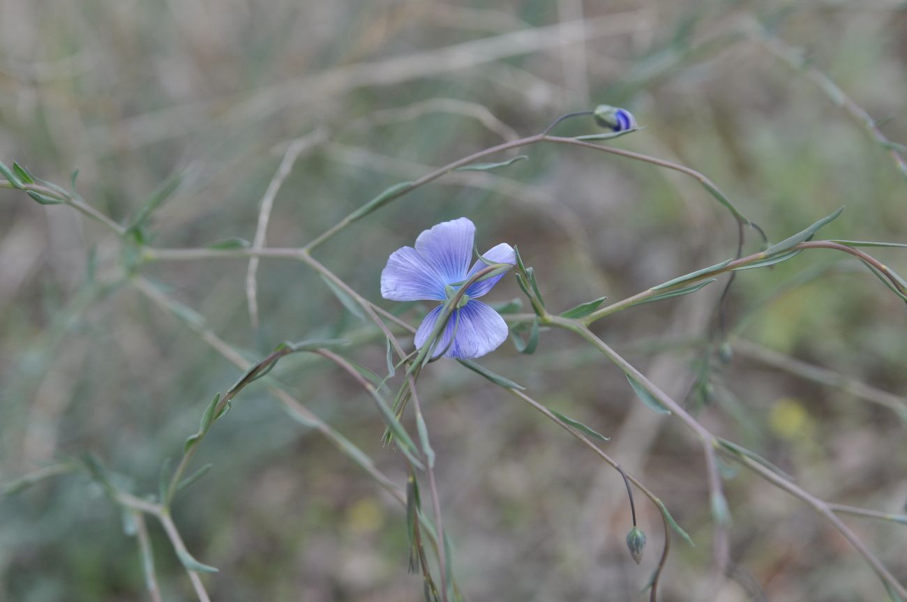 Изображение особи род Linum.