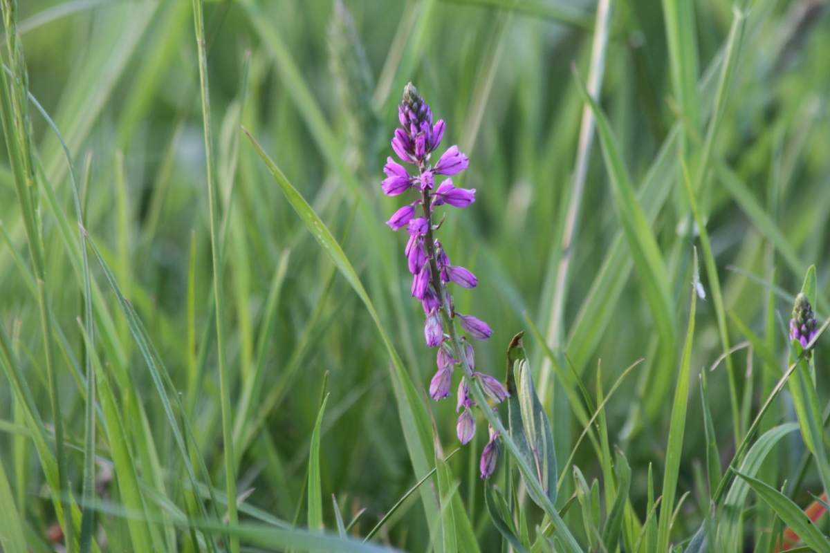 Изображение особи Polygala comosa.