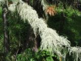 Usnea longissima. Талом на ветви Pinus sibirica. Казахстан, Центральный Алтай, левый берег оз. Рахмановское, 1760 м н.у.м., моховая темнохвойная тайга. 24 июня 2019 г.