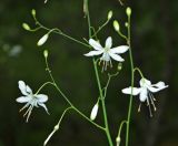 Anthericum ramosum. Часть соцветия. Крым, окр. Ялты, ущелье Уч-Кош, поляна в смешанном лесу. 17.07.2019.