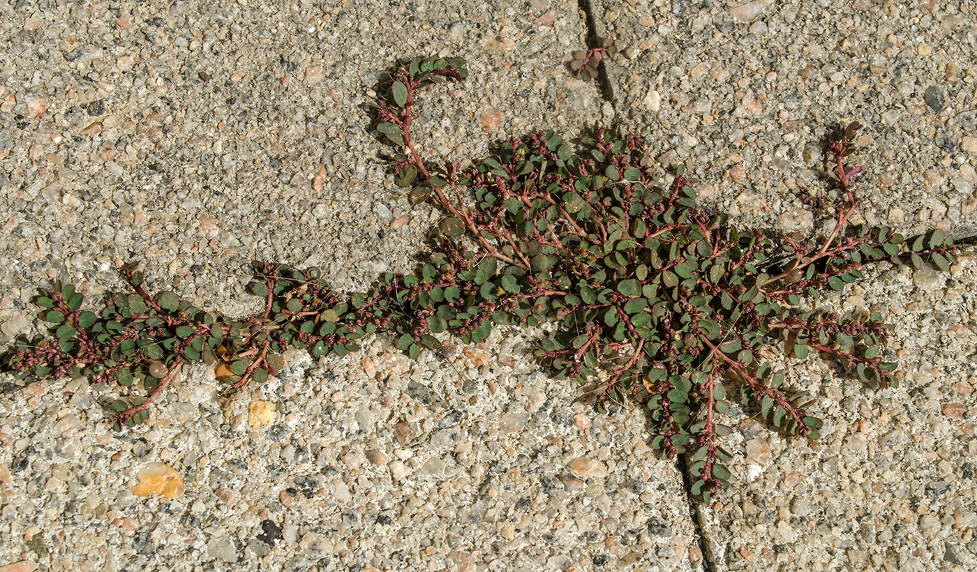 Image of genus Euphorbia specimen.