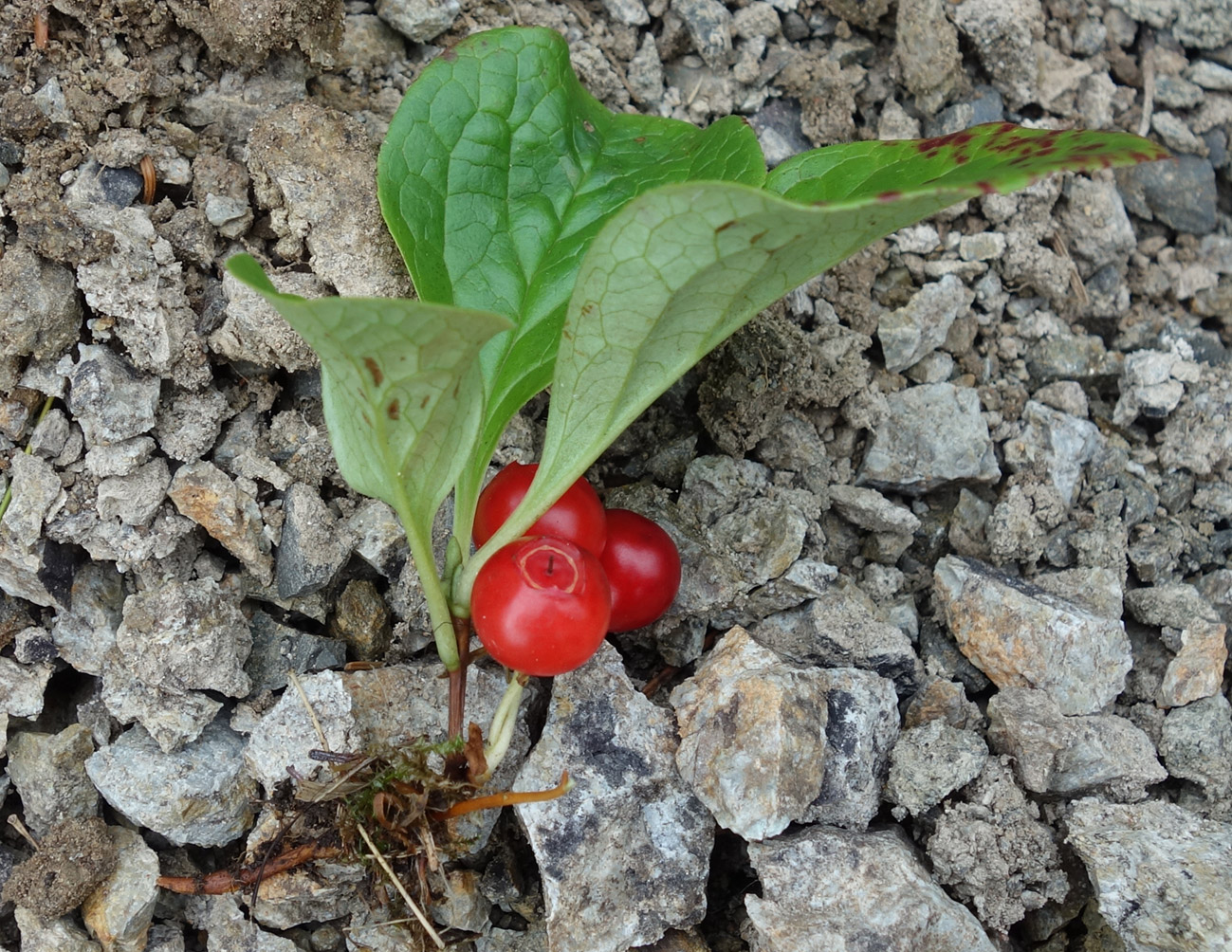 Image of Vaccinium praestans specimen.
