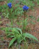 Gentiana decumbens. Цветущее растение. Алтай, Курайская степь, р. Тюте (выс. около 1600 м н.у.м.). 20.07.2010.