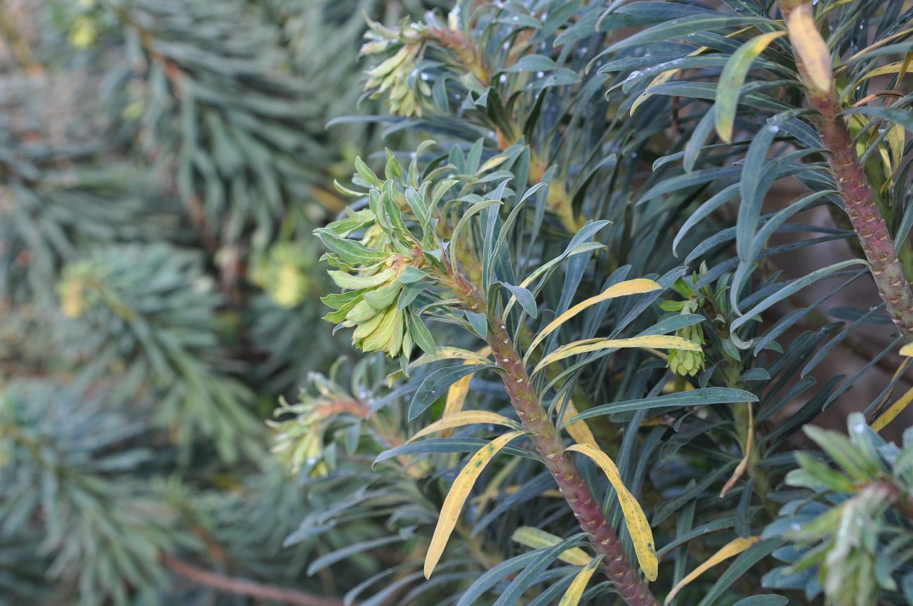Image of Euphorbia characias specimen.