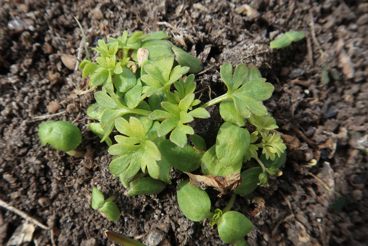 Image of Delphinium ajacis specimen.