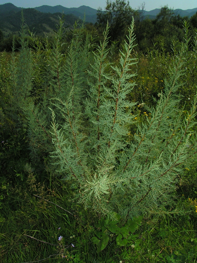 Изображение особи Myricaria bracteata.