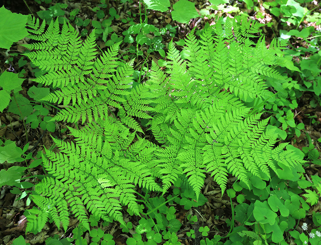 Image of Dryopteris expansa specimen.