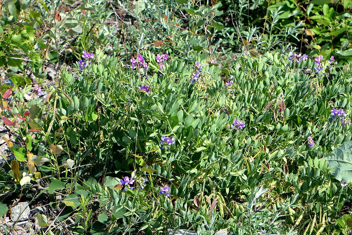 Изображение особи Lathyrus japonicus ssp. maritimus.