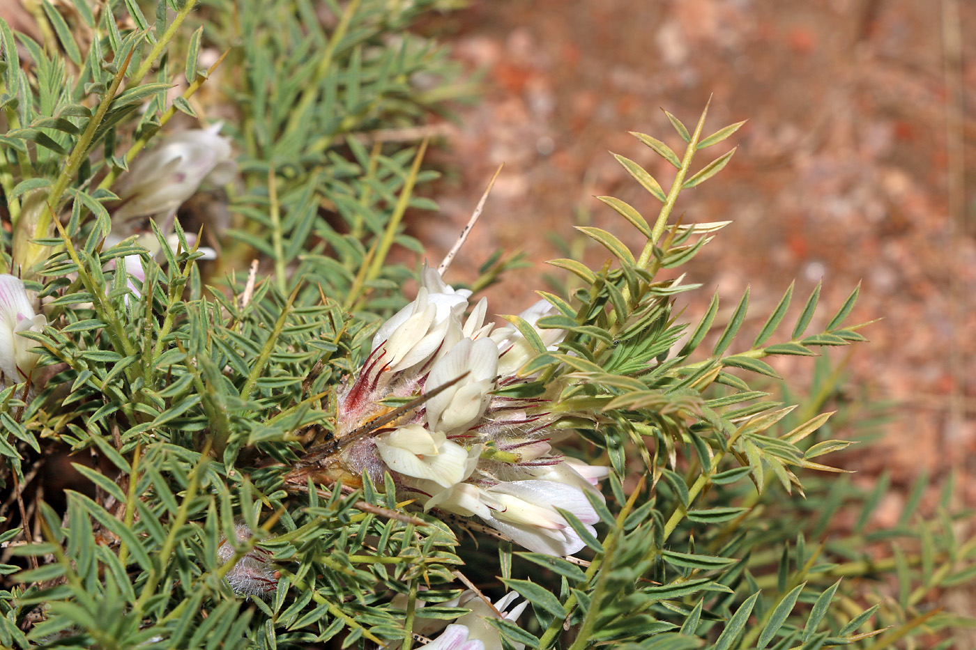 Image of Astragalus asaphes specimen.