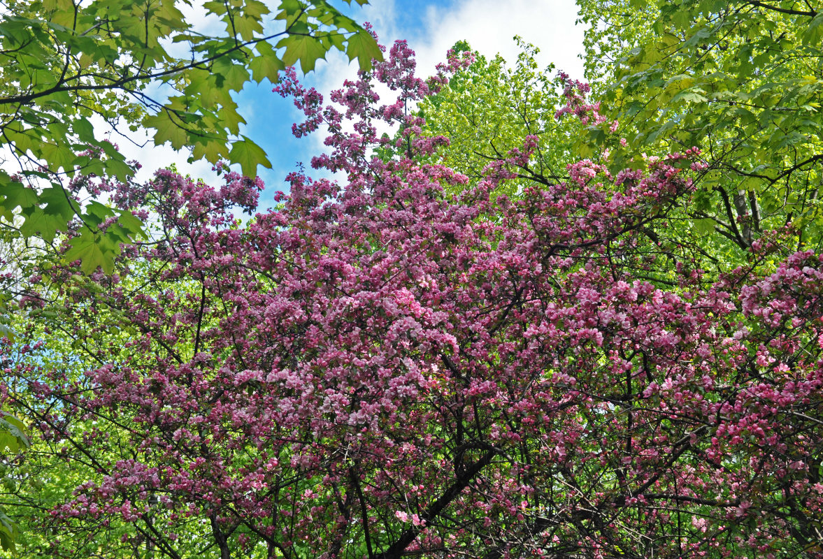 Image of Malus &times; purpurea specimen.