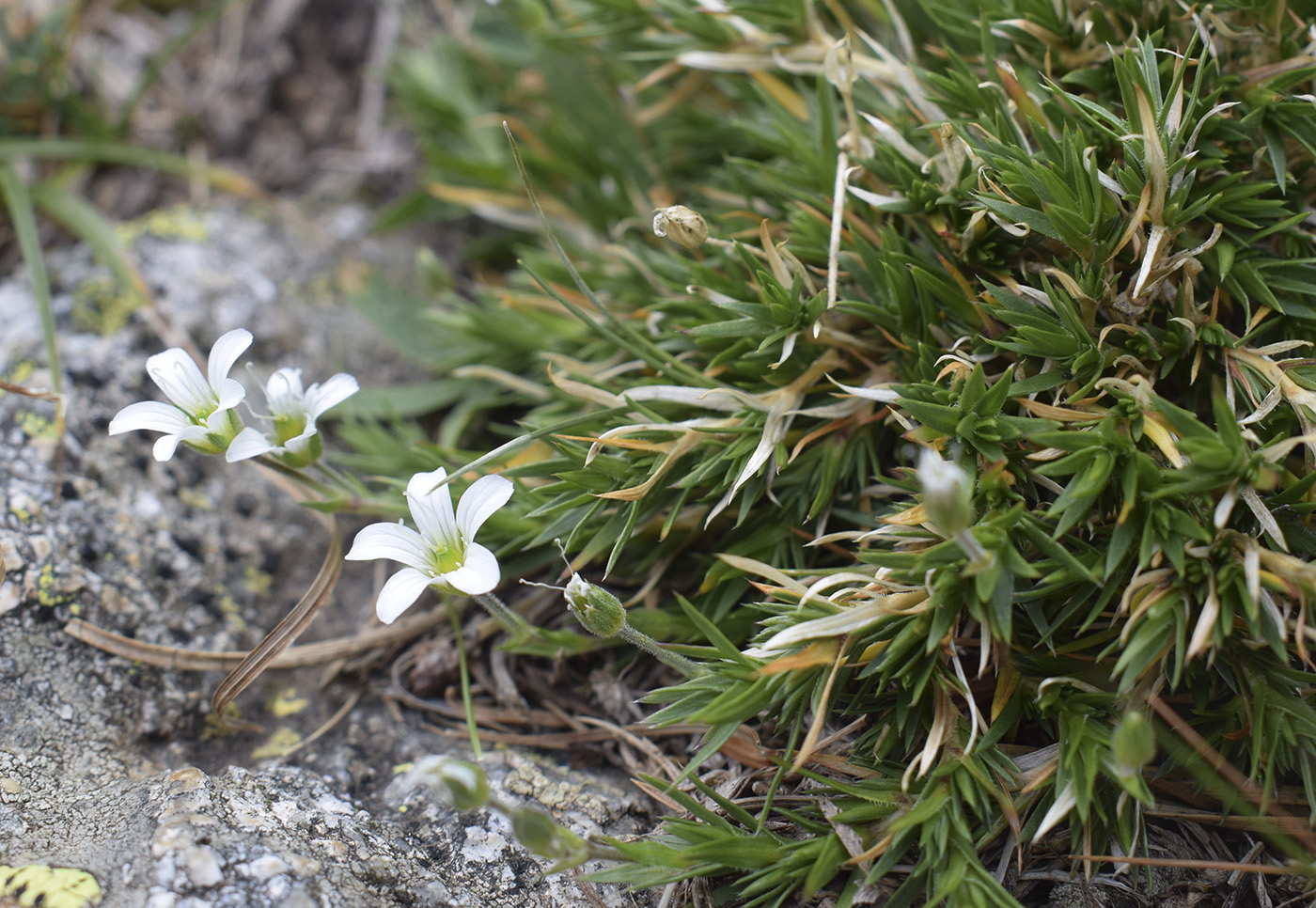 Изображение особи Arenaria grandiflora.