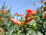 Campsis radicans