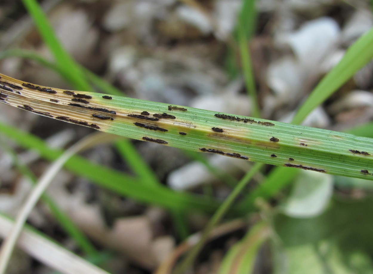 Image of Carex michelii specimen.