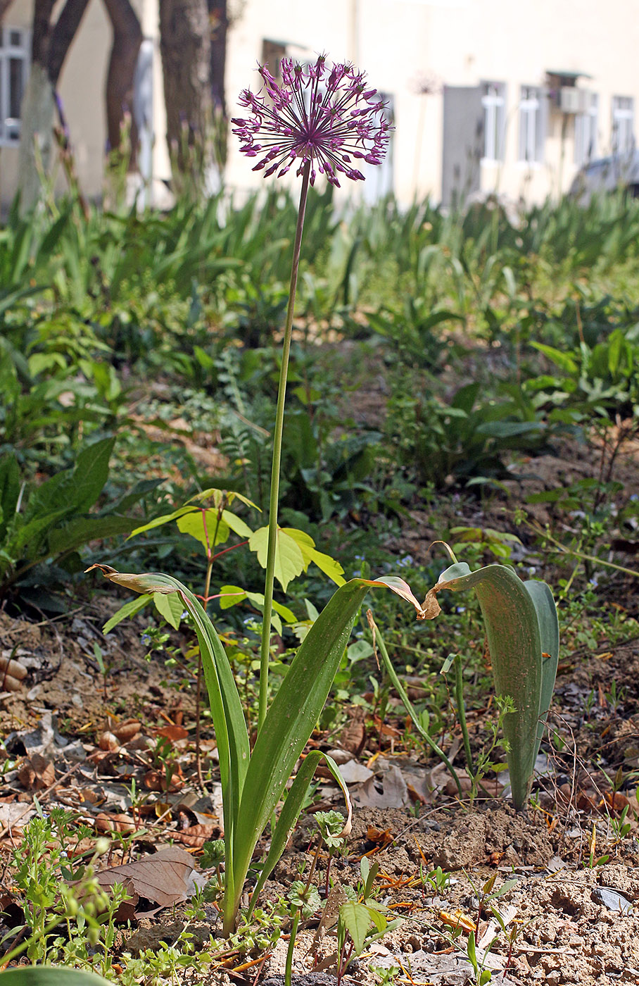 Image of Allium taeniopetalum specimen.