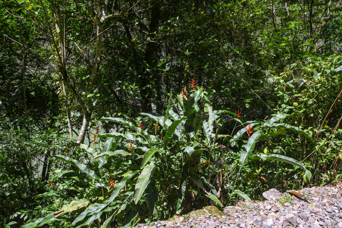 Image of Heliconia subulata specimen.