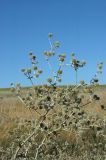 Eryngium macrocalyx