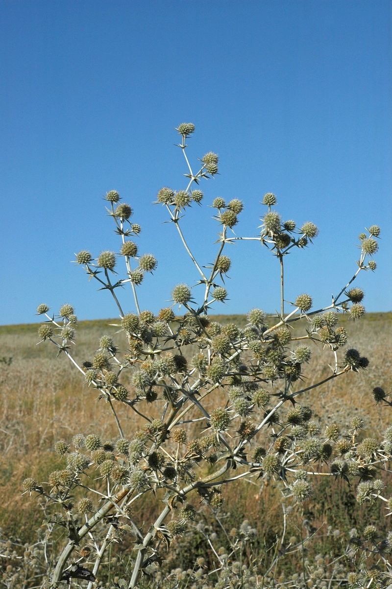 Изображение особи Eryngium macrocalyx.