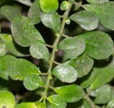 Pilea microphylla