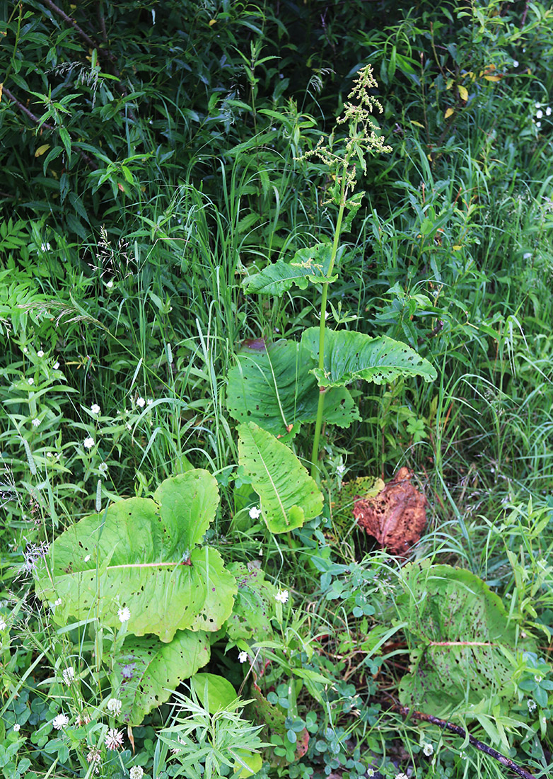 Image of Rumex gmelinii specimen.