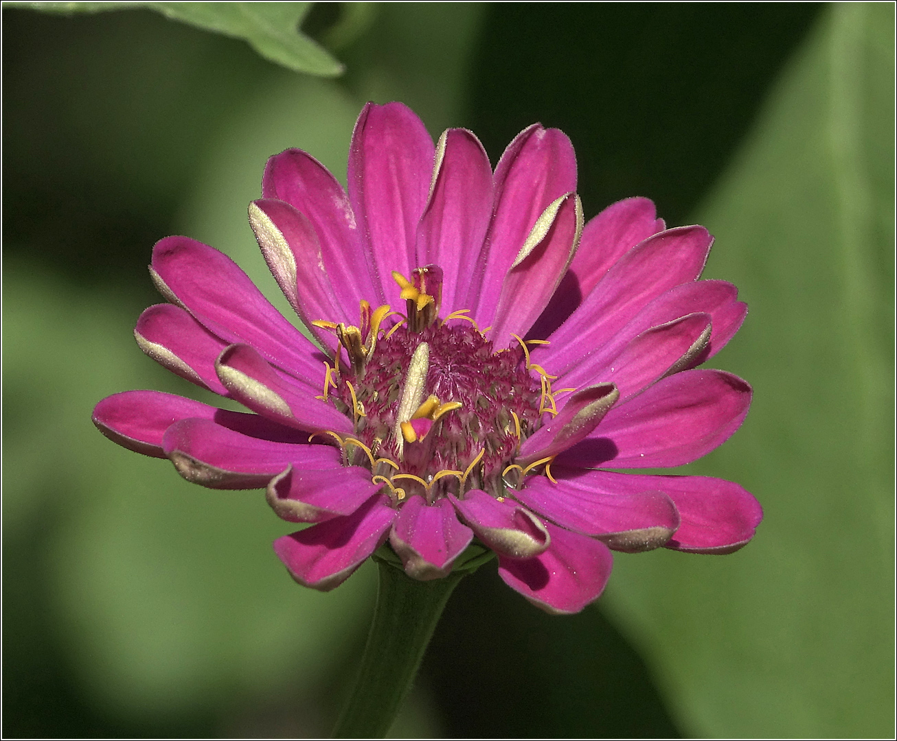 Image of Zinnia elegans specimen.