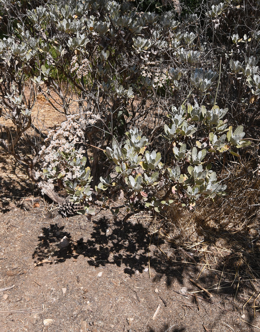 Image of Eriogonum giganteum specimen.