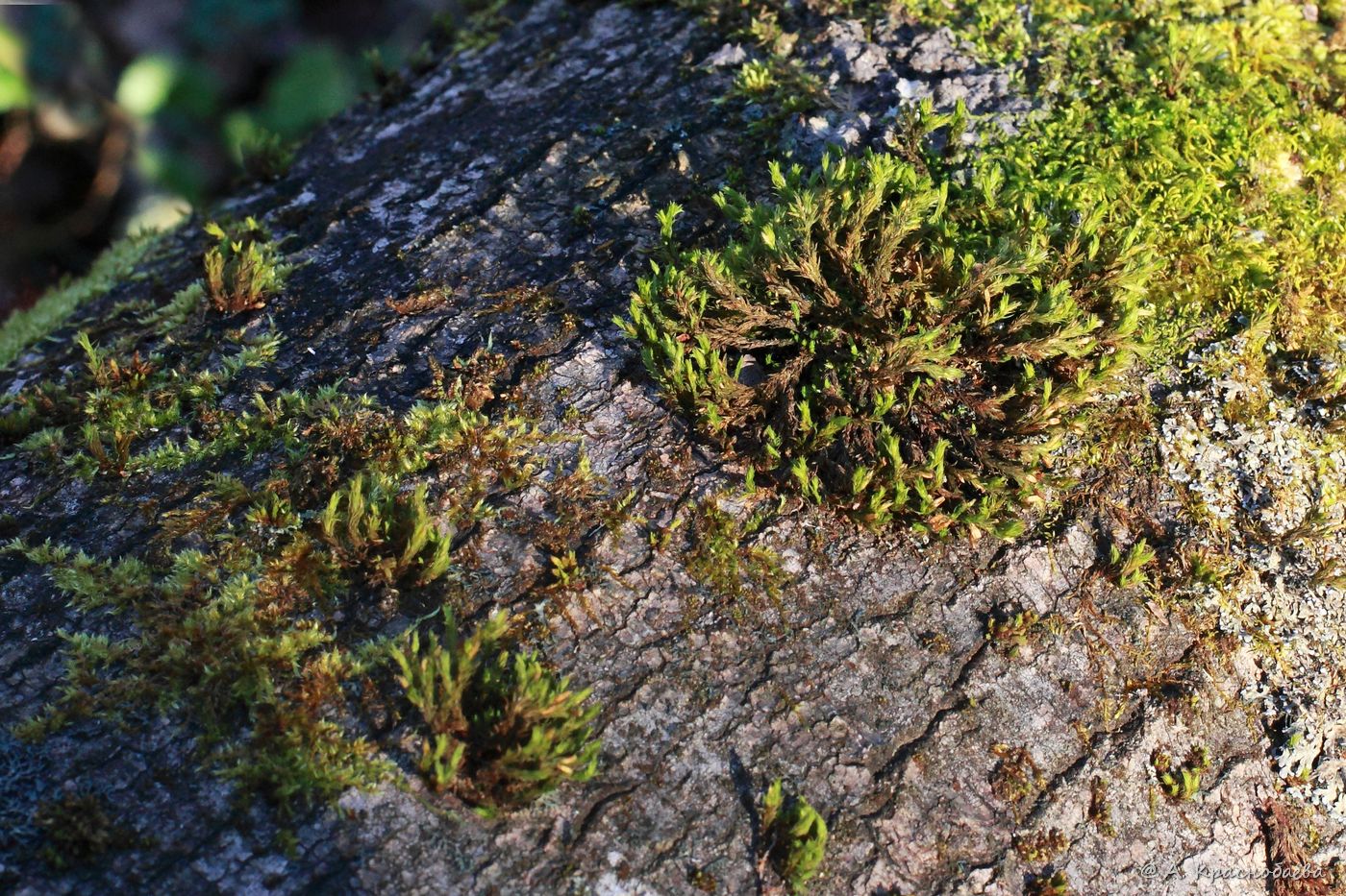 Image of Lewinskya speciosa specimen.