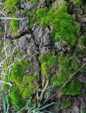 Смотреть изображение Bryum caespiticium